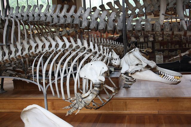 Au Museum d'histoire naturelle, Paris