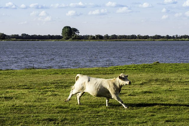 Cow, running = Galoppierende Kuh am See, par Sascha Kohlmann sur Flickr (CC BY-SA 2.0)